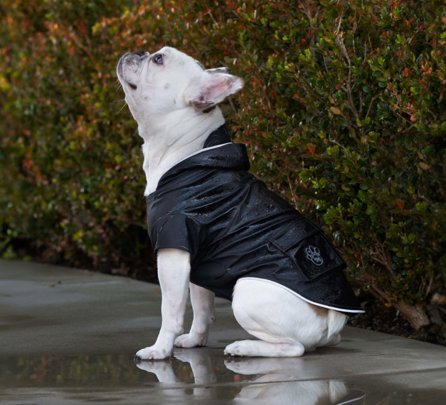 S_canada_pooch_vas_chlad_a_dest_nezastavi_006