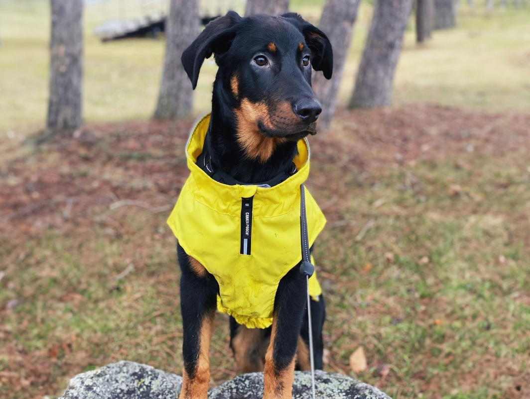 S_canada_pooch_vas_chlad_a_dest_nezastavi_007