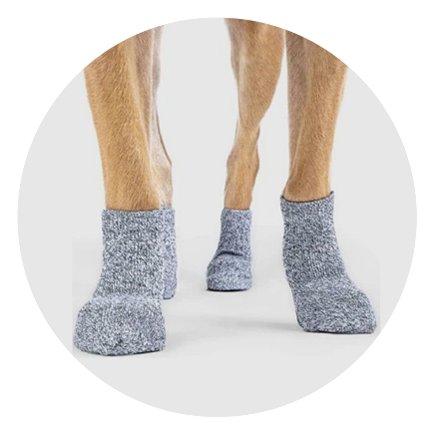 S_canada_pooch_vas_chlad_a_dest_nezastavi_ikona2