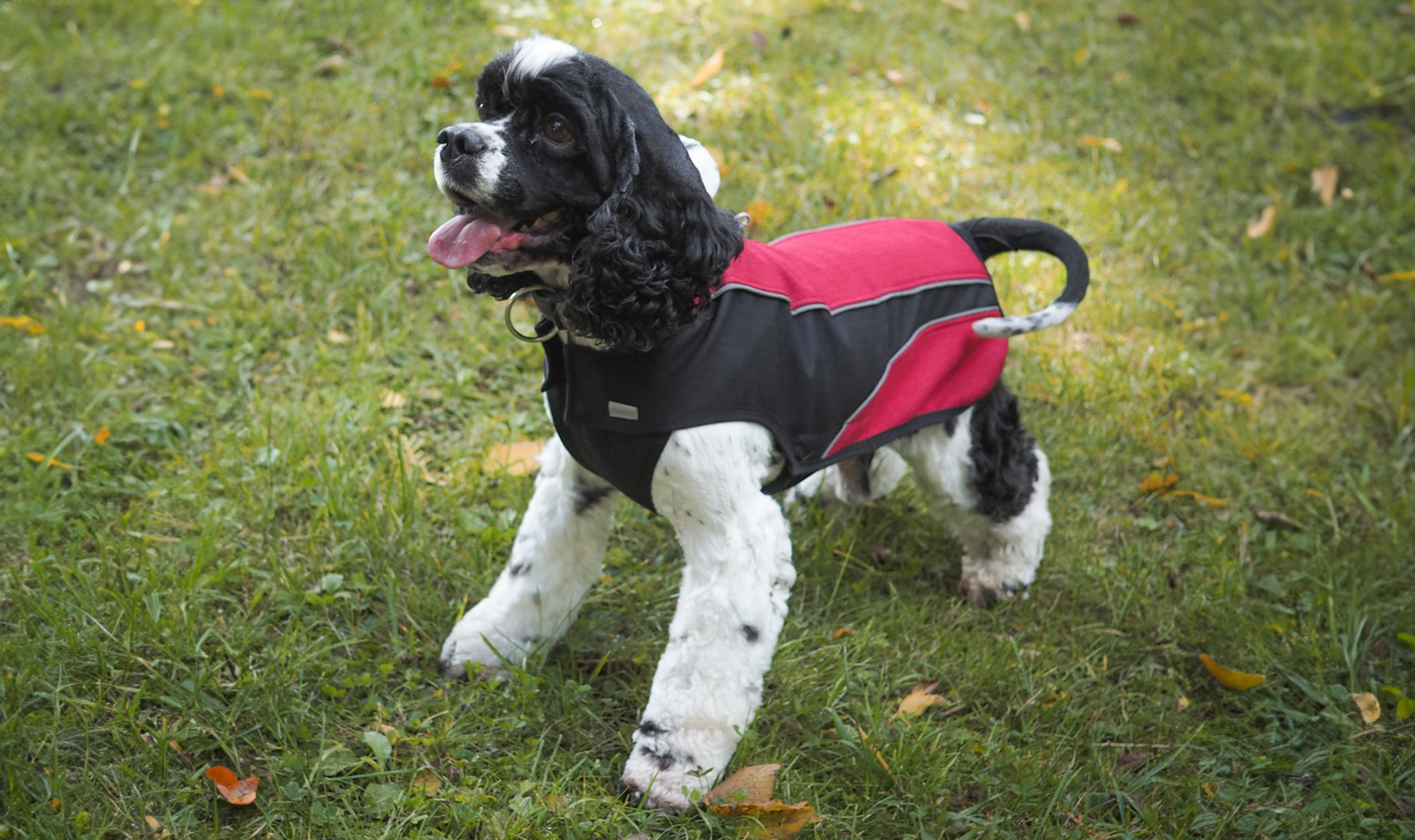 Oblecte_sveho_psa_do_nepohody_s_novinkami_Samohyl_Exclusive_001_novy