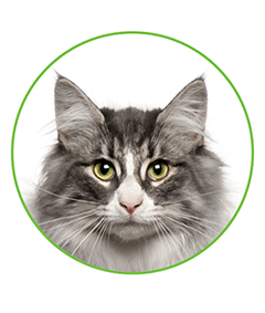 Zvěrokruh Zlín v novém