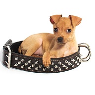 jak vybrat obojek pro psa