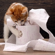 papírové podestýlky pro kočky