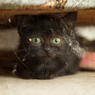 koťátko se schovává pod gaučem