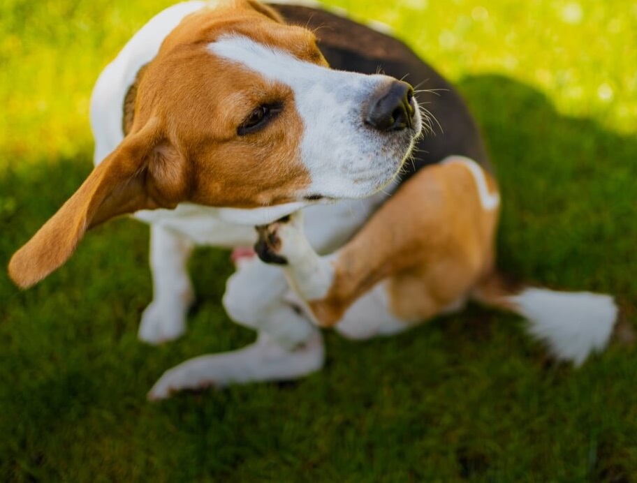 jak_chranit_domaci_mazlicky