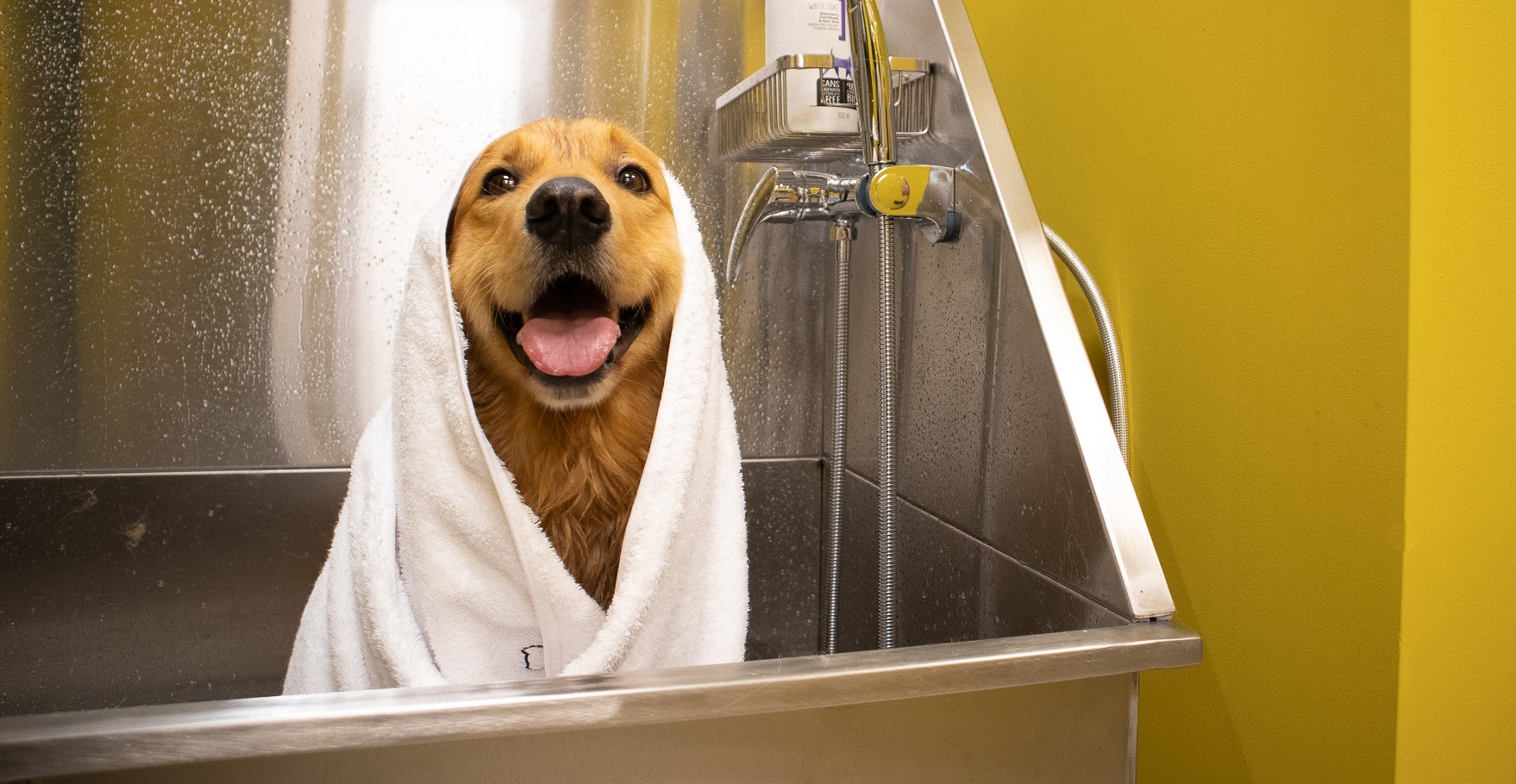 jak_chranit_domaci_mazlicky_005