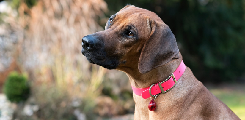 jak_chranit_domaci_mazlicky_006