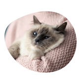 Respekt je láska: jak mít dobrý vztah s kočkou