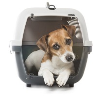 Pes cestuje v přepravce