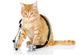 kočka potřebuje lékaře