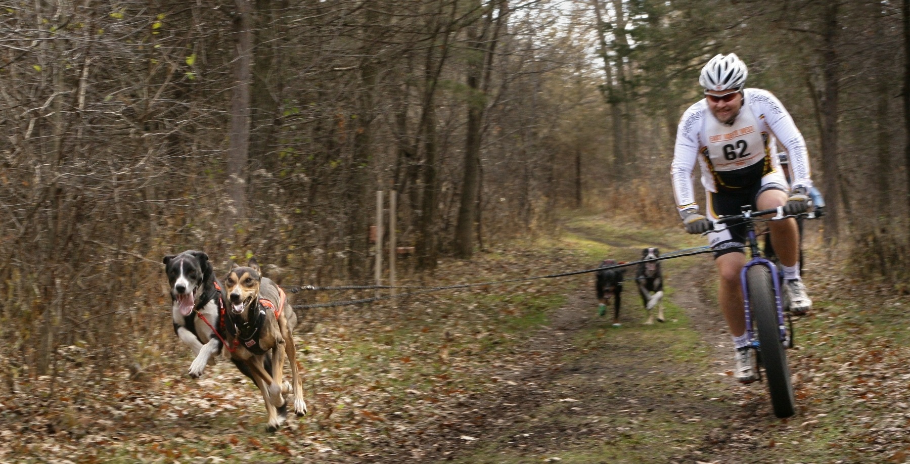 letni_sporty_se_psy_002