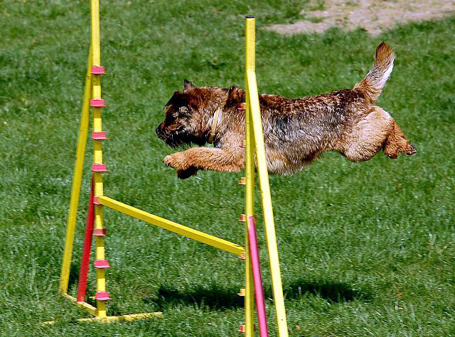 letni_sporty_se_psy_005