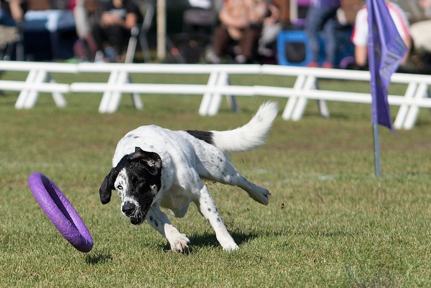 letni_sporty_se_psy_007