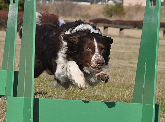 letni_sporty_se_psy_008