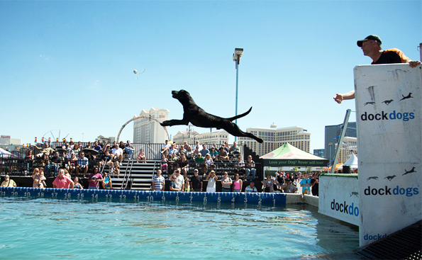 letni_sporty_se_psy_009