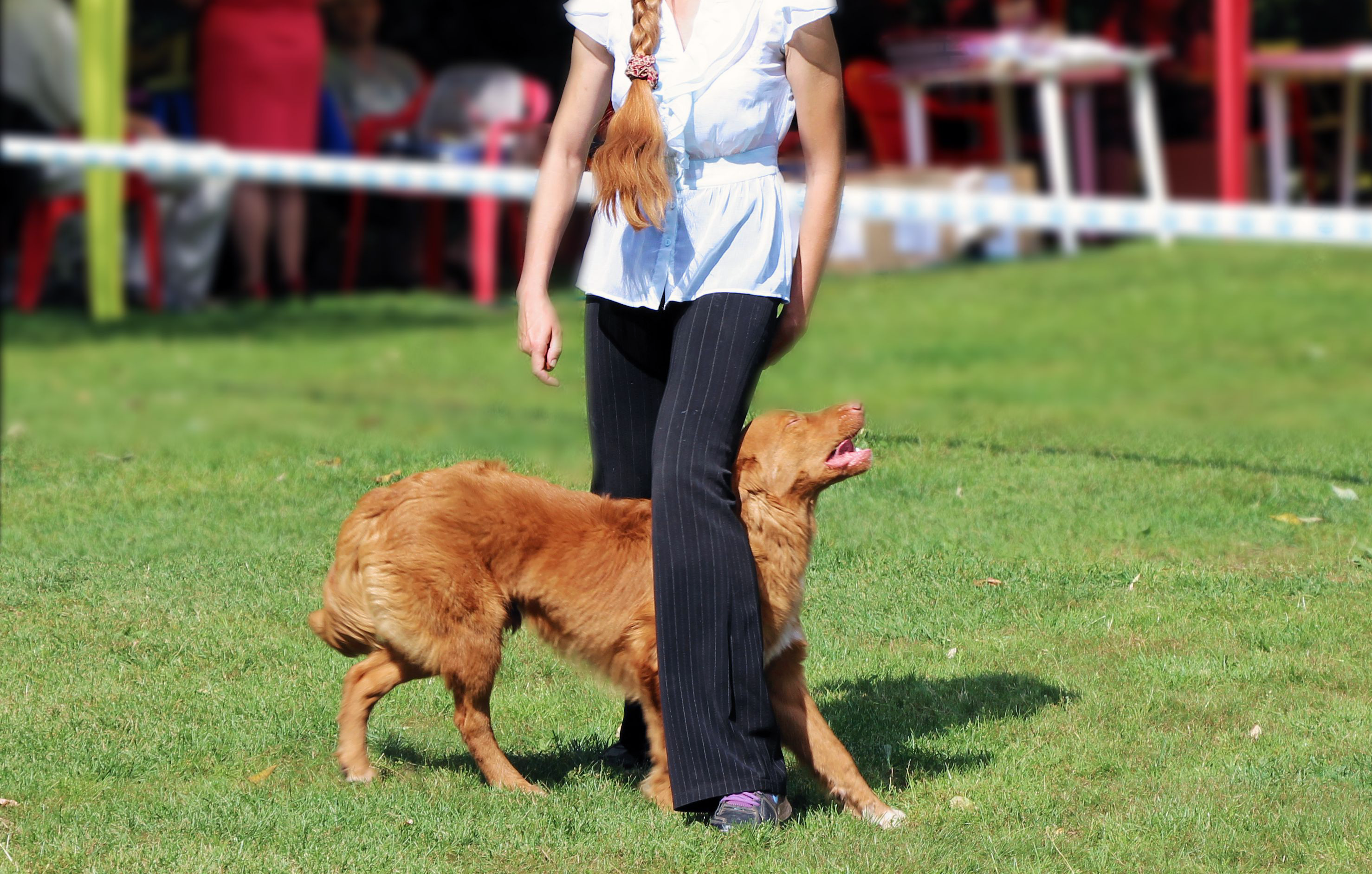 letni_sporty_se_psy_011