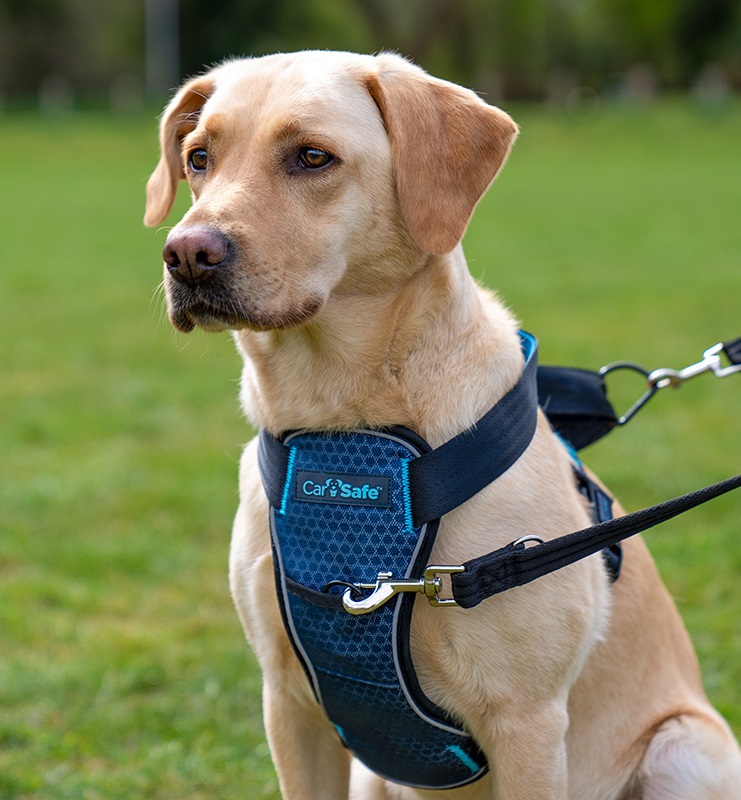 letni_tipy_I_cestovani_se_psy_a_kockami_obr03_new