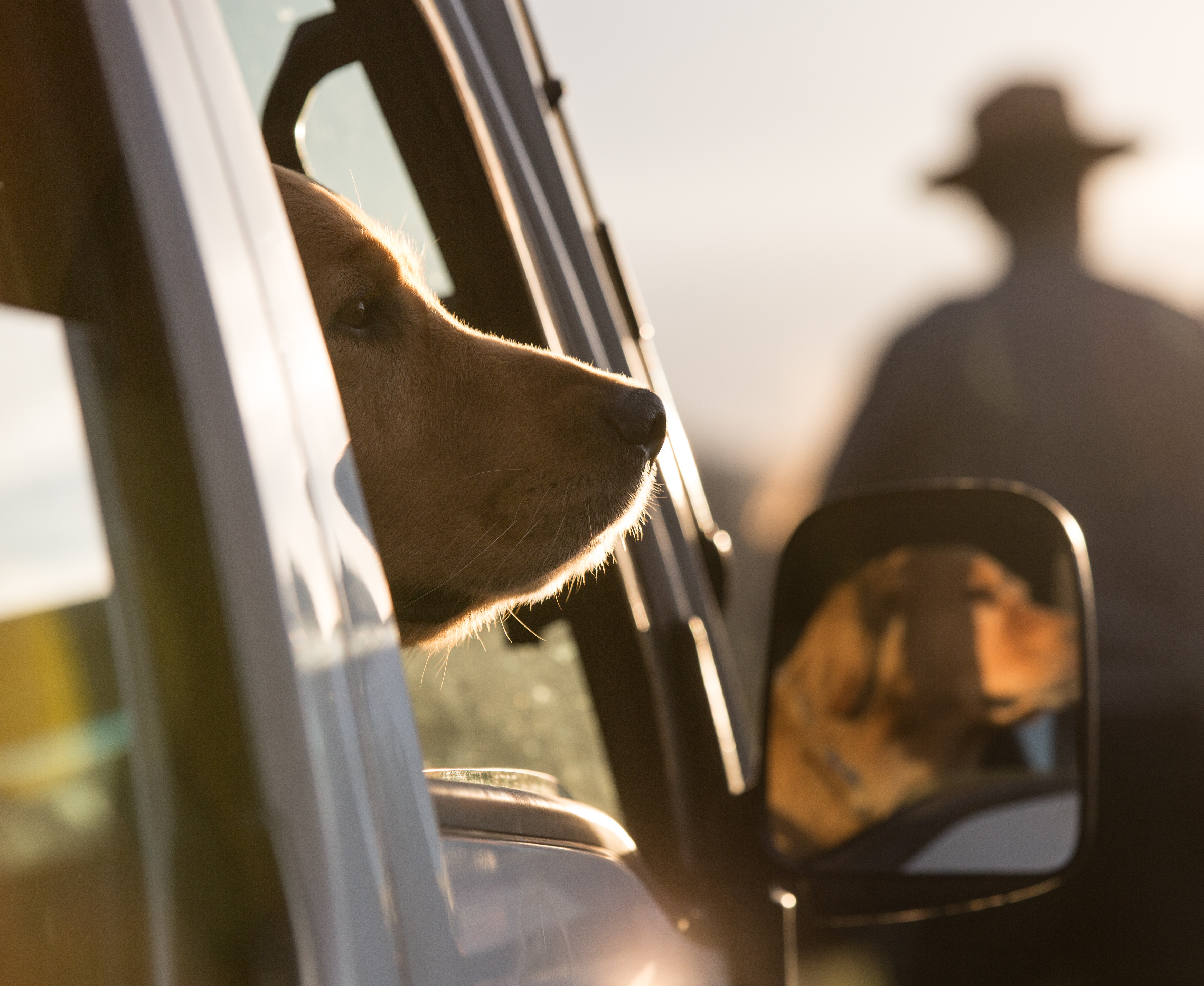 letni_tipy_I_cestovani_se_psy_a_kockami_obr00_new