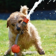 tipy jak zabavit psa v létě