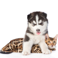 seznámení štěněte s dalšími mazlíčky