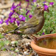 jak udržet ptactvo v zahradě