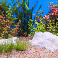 ikona akvárium s květinami