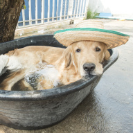 Pozor na přehřátí psa