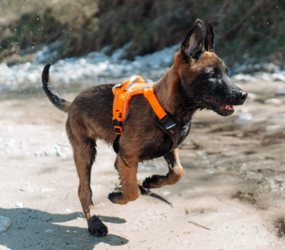 mate_aktiviho_psa_003