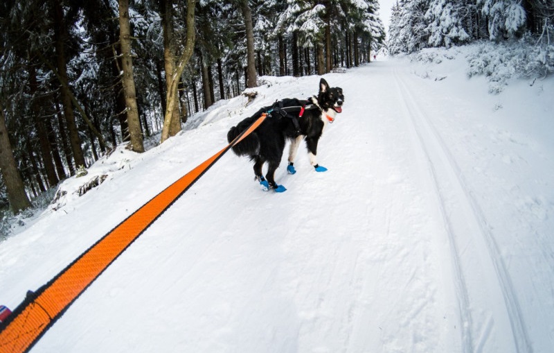 mate_aktiviho_psa_007