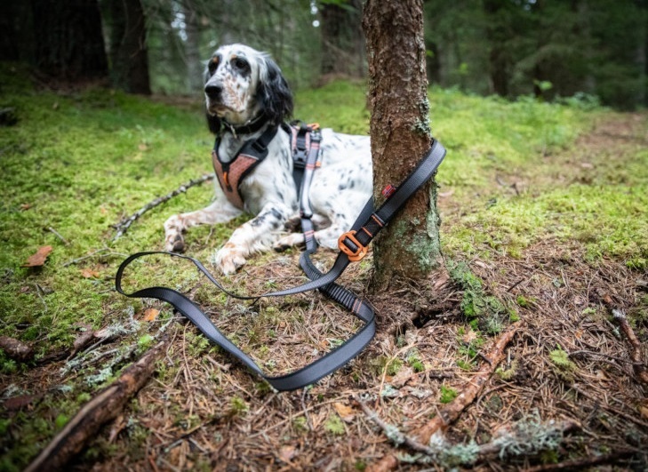 mate_aktiviho_psa_008