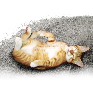 bentonitová podestýlka pro kočky