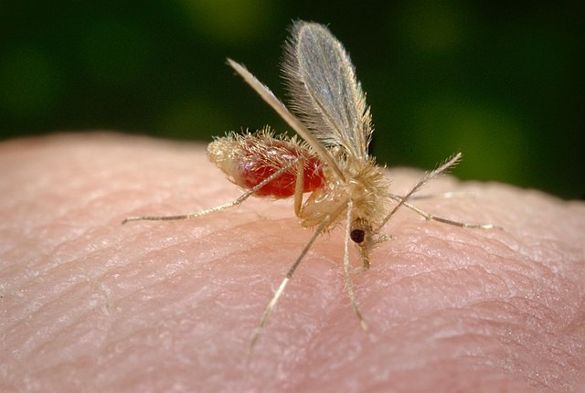 komar_flebotom_bodalka_chrante_sve_psy_proti_bodavemu_hmyzu_clanek_002