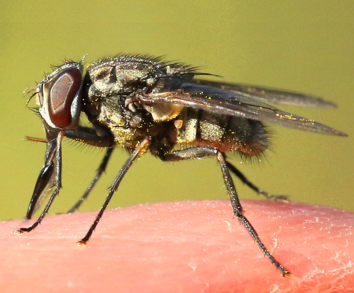 komar_flebotom_bodalka_chrante_sve_psy_proti_bodavemu_hmyzu_clanek_003