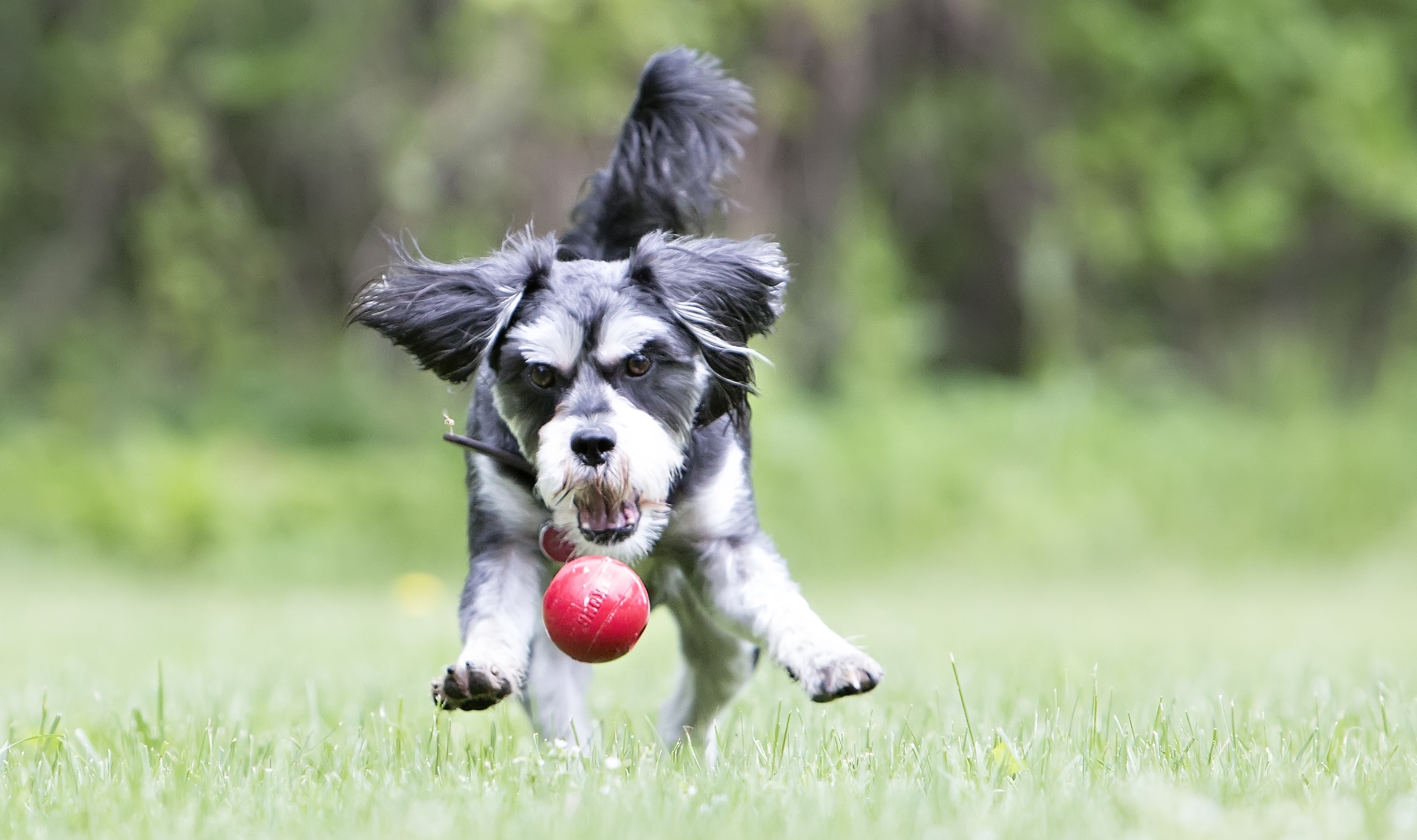 kong_interaktivni_hracky_clanek_001