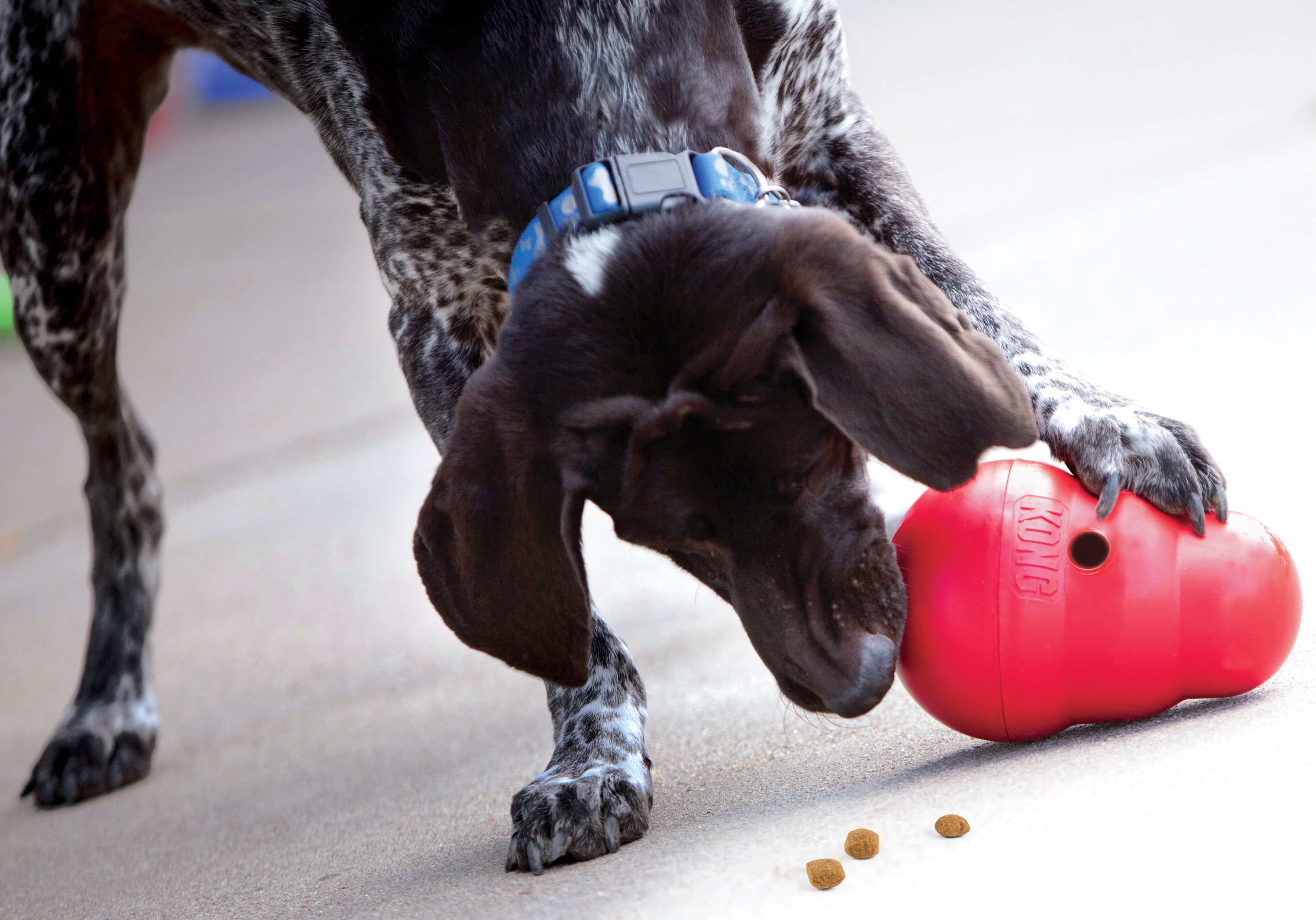 kong_interaktivni_hracky_clanek_004