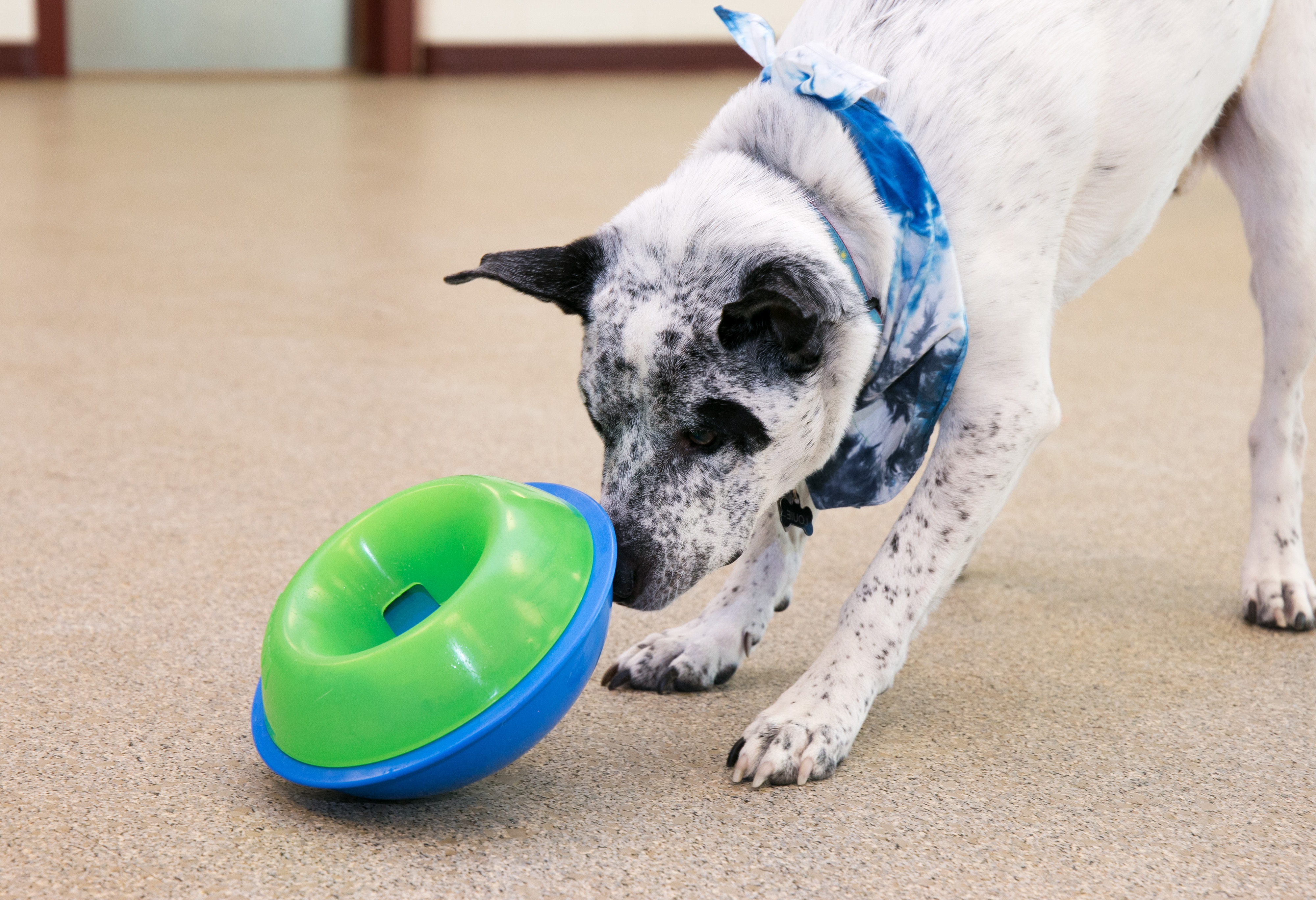 kong_interaktivni_hracky_clanek_005