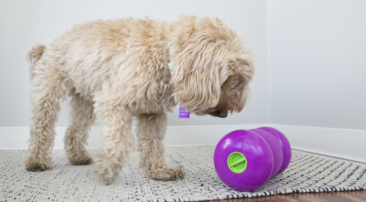 kong_interaktivni_hracky_clanek_006