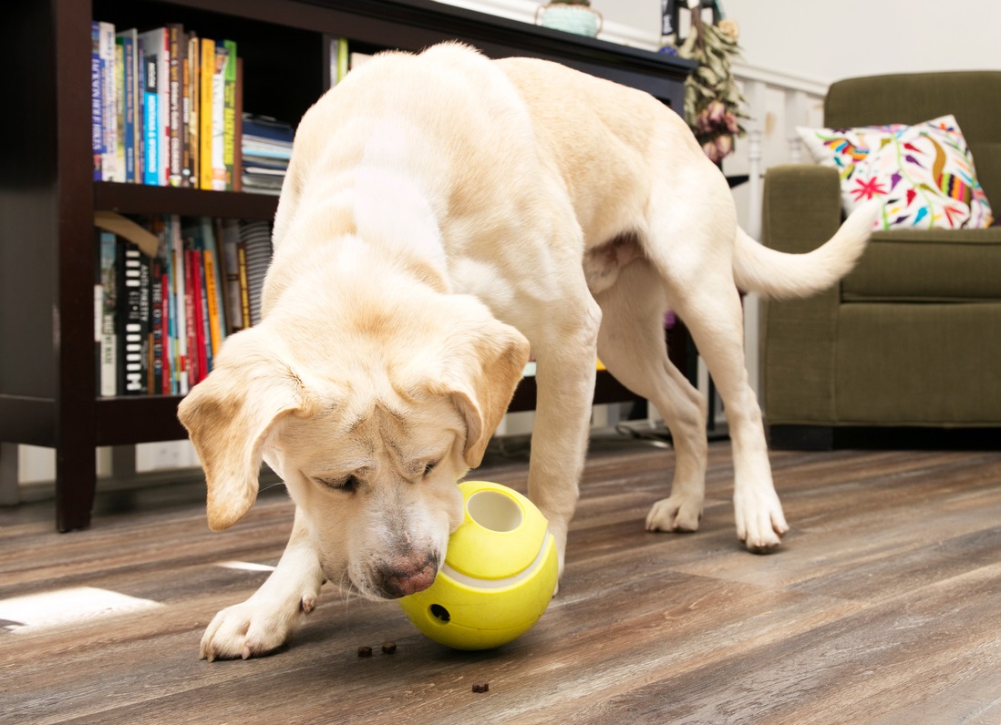 kong_interaktivni_hracky_clanek_008