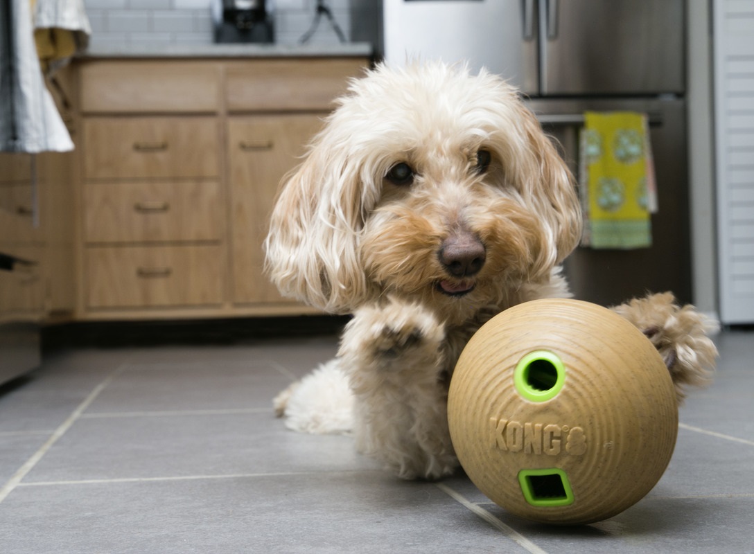 kong_interaktivni_hracky_clanek_009