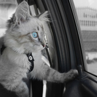 Cestování s kočkou