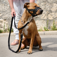 jak vybrat náhubek pro psa