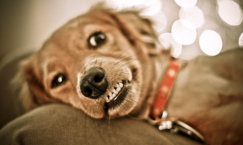 pecovat_o_zuby_a_usi_domacich_mazlicku_se_vyplati_clanek_001