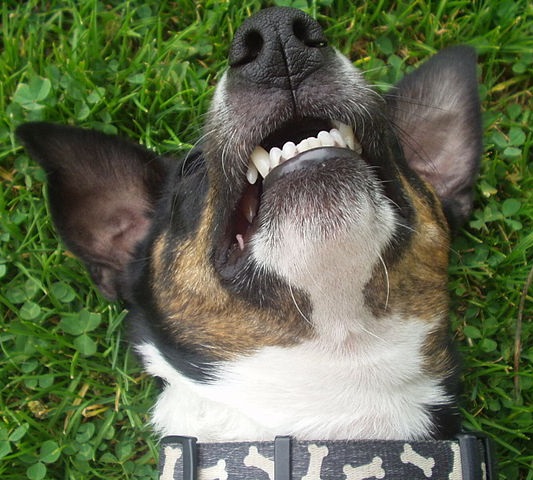 pecovat_o_zuby_a_usi_domacich_mazlicku_se_vyplati_clanek_002