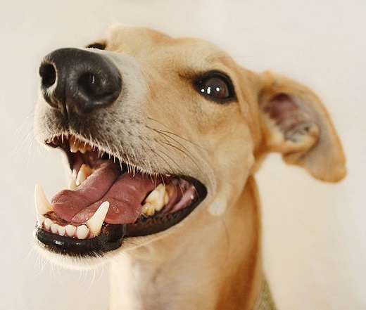 pecovat_o_zuby_a_usi_domacich_mazlicku_se_vyplati_clanek_003