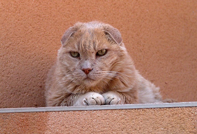 pecovat_o_zuby_a_usi_domacich_mazlicku_se_vyplati_clanek_005