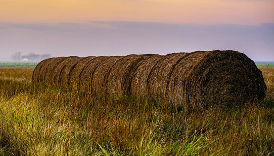 seno_pro_hlodavce_001