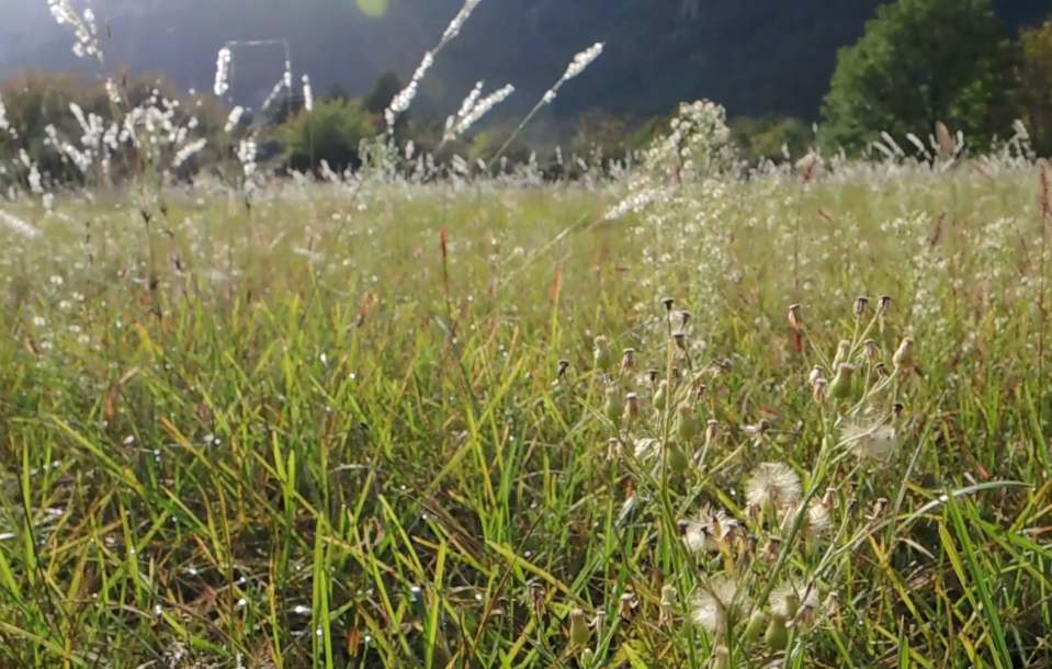 seno_pro_hlodavce_002