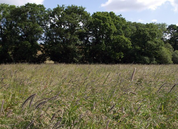 seno_pro_hlodavce_004