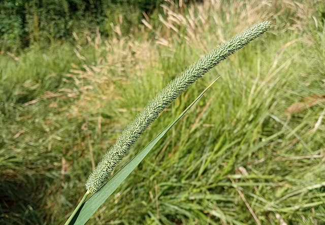 seno_pro_hlodavce_005