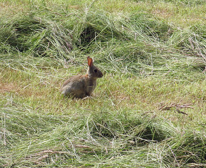 seno_pro_hlodavce_006